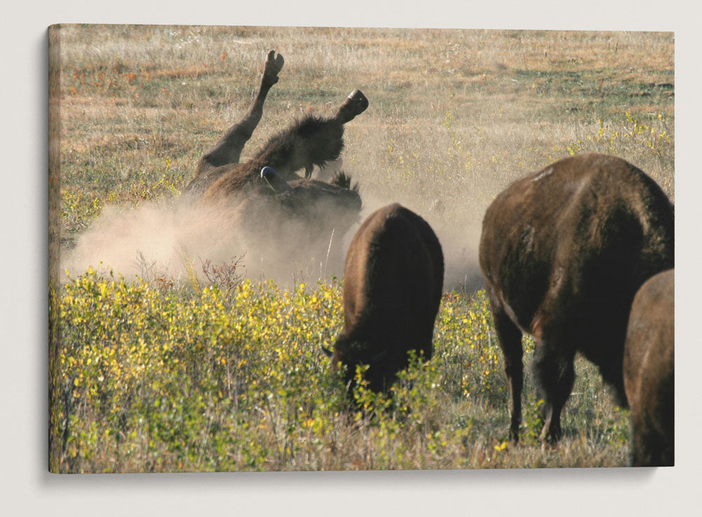 American Bison Wallowing, Custer State Park, South Dakota