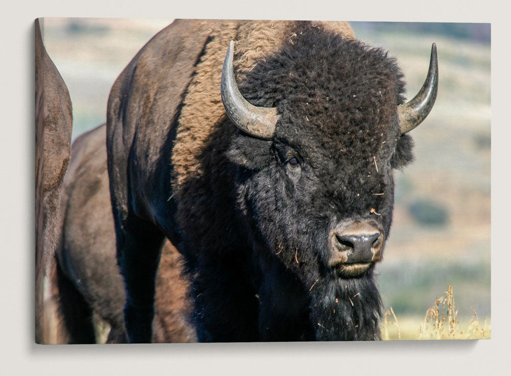 American Bison, Grand Teton National Park, Wyoming