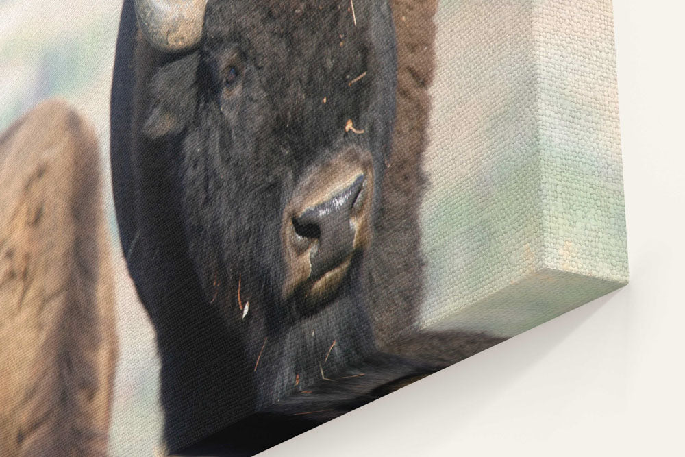 American bison, Grand Teton National Park, Wyoming