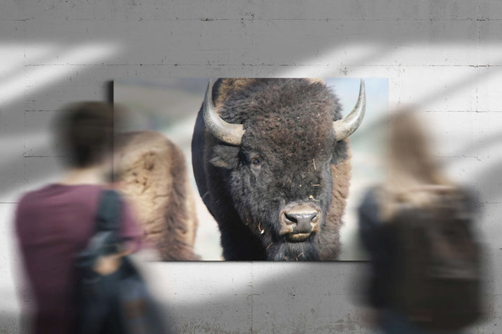 American bison, Grand Teton National Park, Wyoming