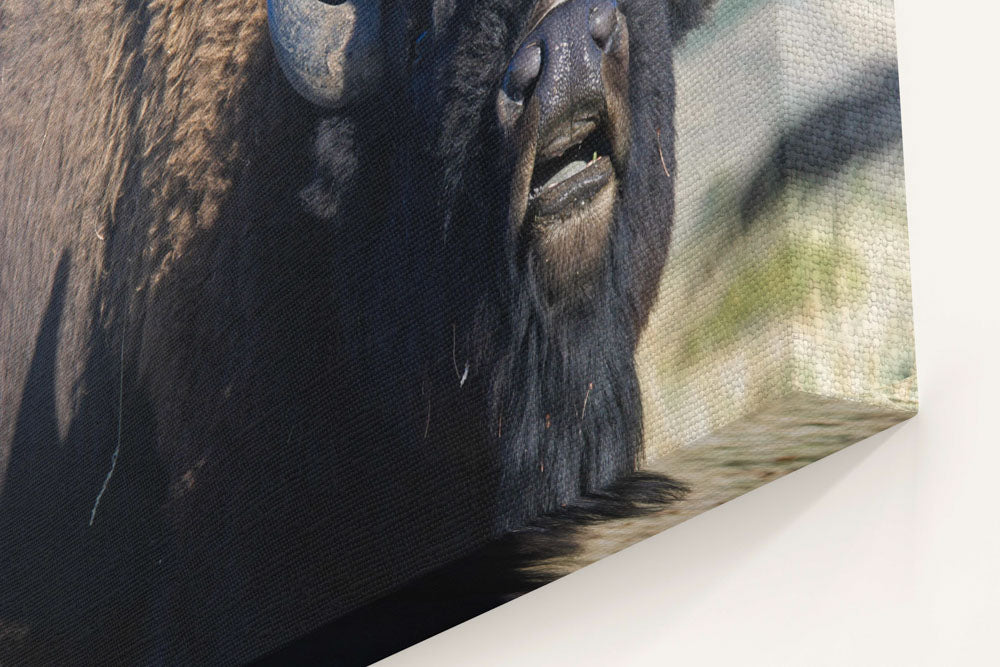 American bison, Grand Teton National Park, Wyoming