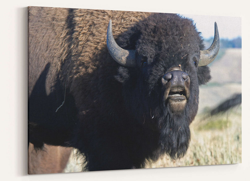 American bison, Grand Teton National Park, Wyoming