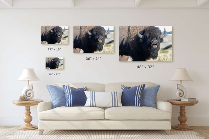 American bison, Grand Teton National Park, Wyoming