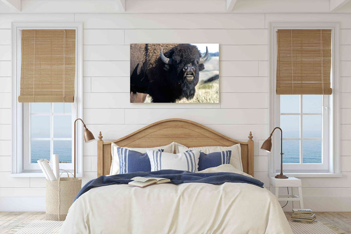 American bison, Grand Teton National Park, Wyoming