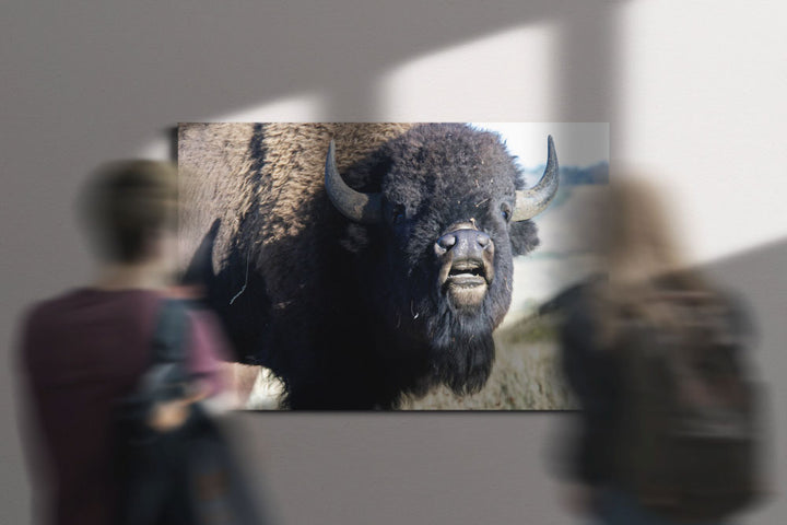 American bison, Grand Teton National Park, Wyoming