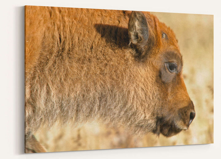 American bison calf, Grand Teton National Park, Wyoming