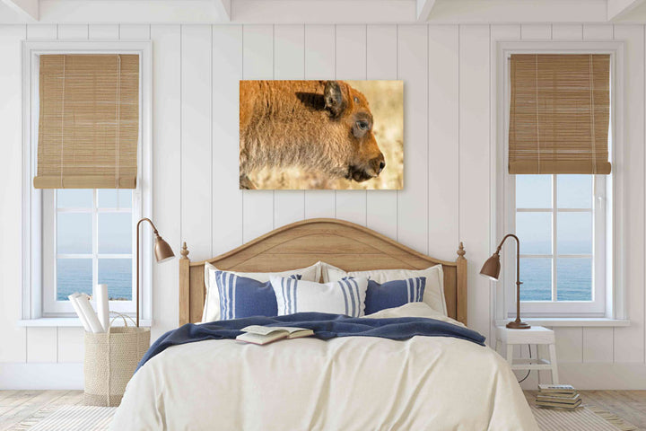 American bison calf, Grand Teton National Park, Wyoming