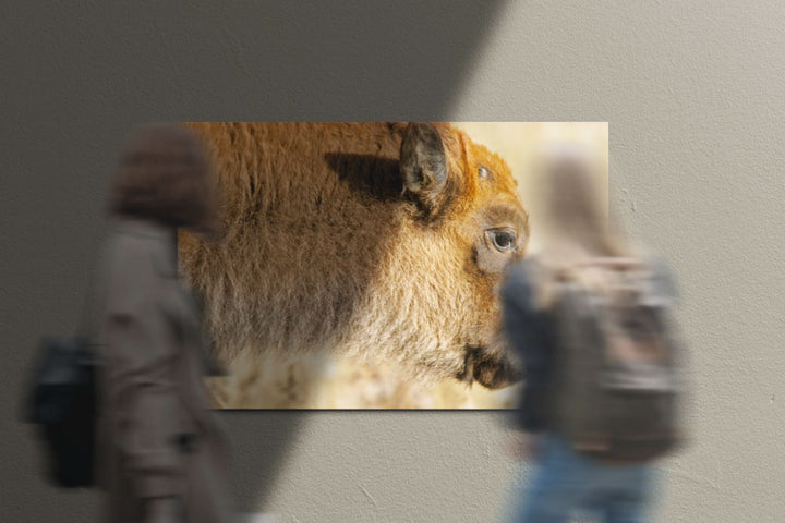 American bison calf, Grand Teton National Park, Wyoming