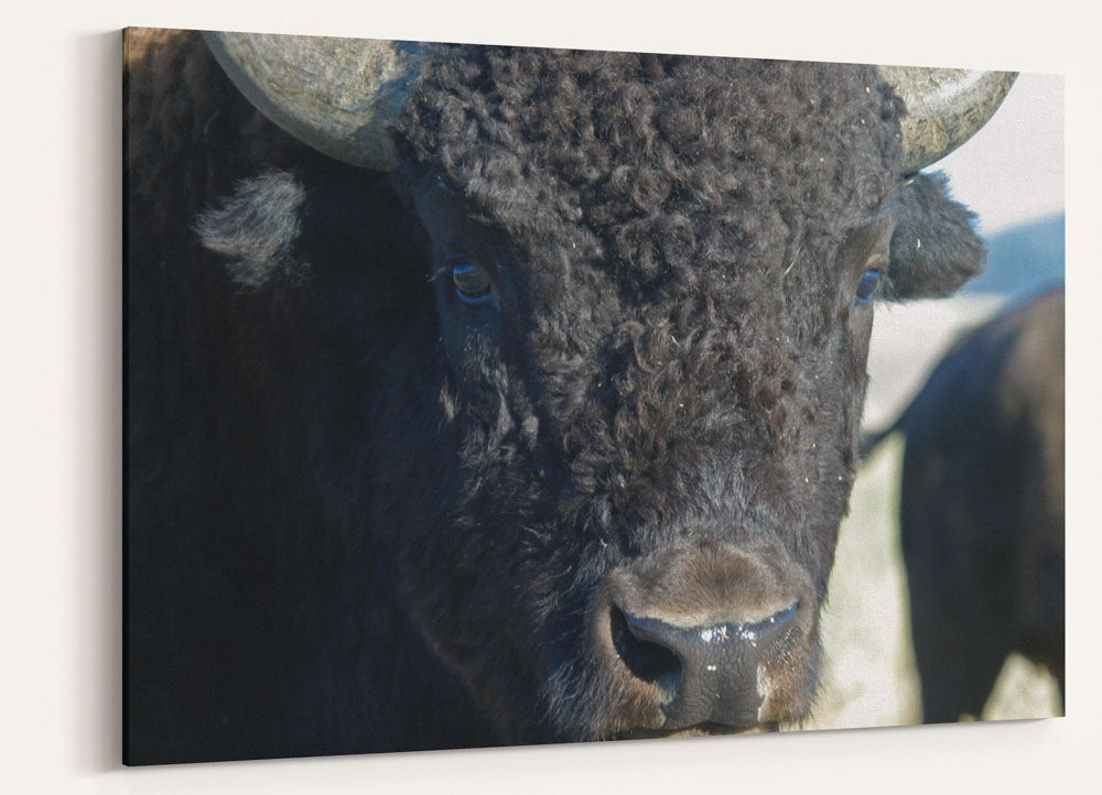 American bison, Grand Teton National Park, Wyoming