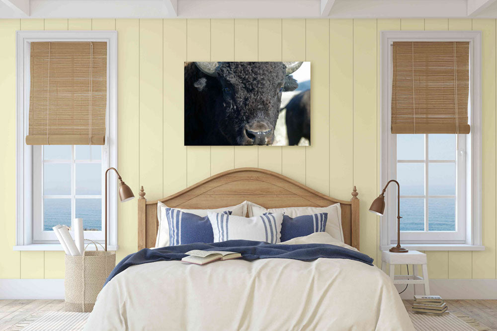 American bison, Grand Teton National Park, Wyoming