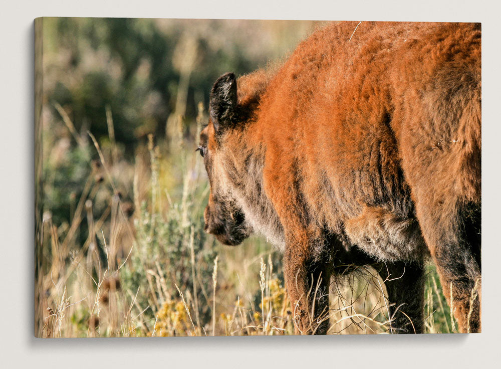 American Bison Calf, Grand Teton National Park, Wyoming