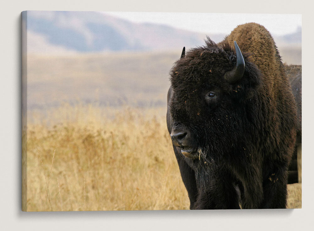 American Bison, National Bison Range, Montana
