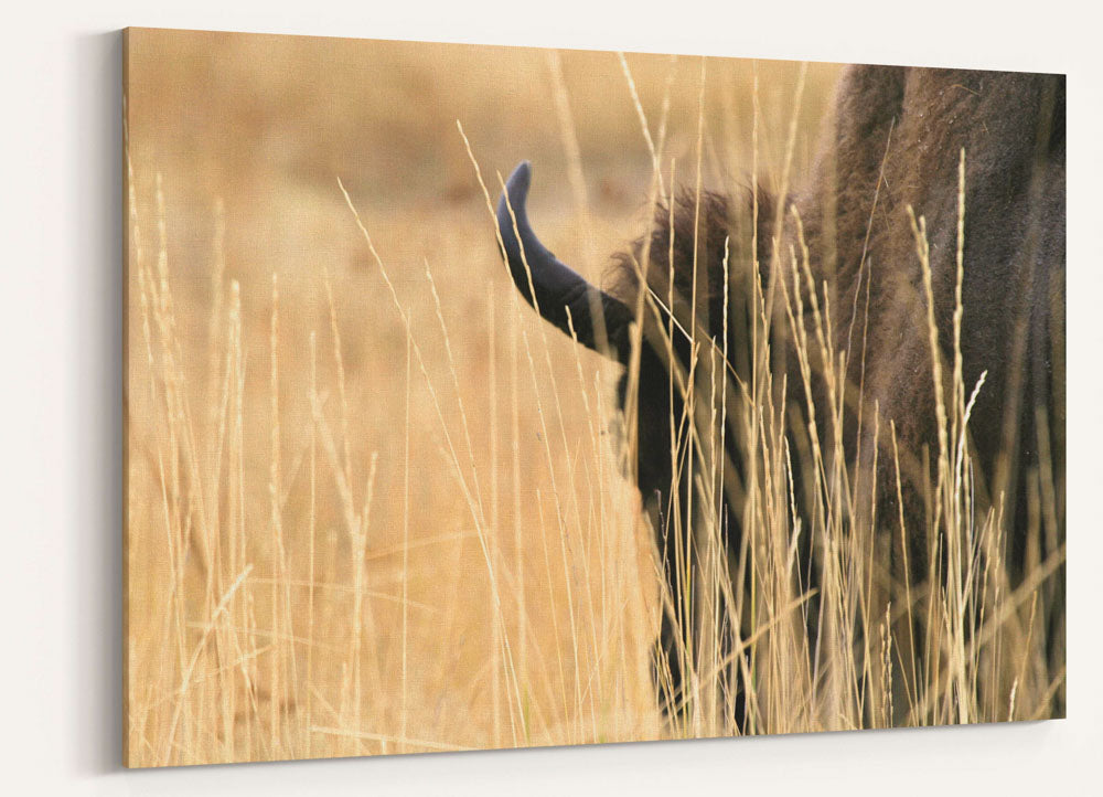 American bison in tall grass, National Bison Range, Montana