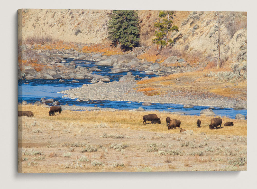 American Bison, Yellowstone National Park, Wyoming