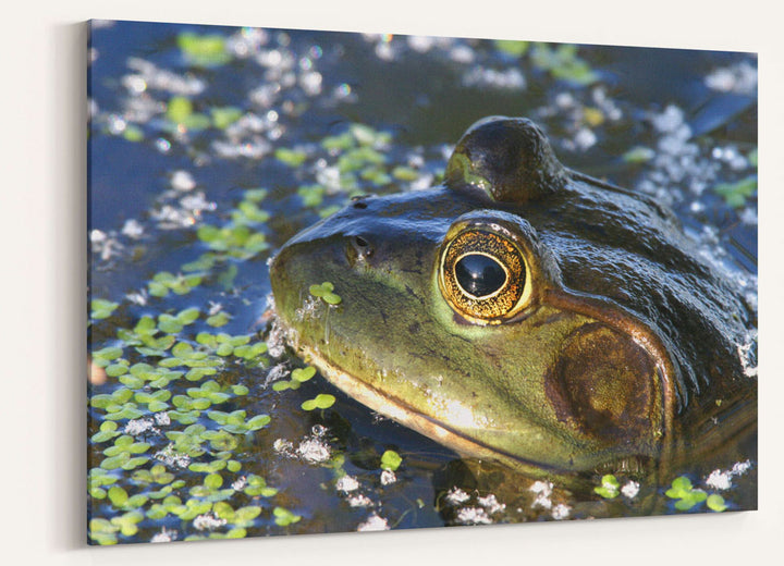 American Bullfrog, Lower Klamath National Wildlife Refuge, California