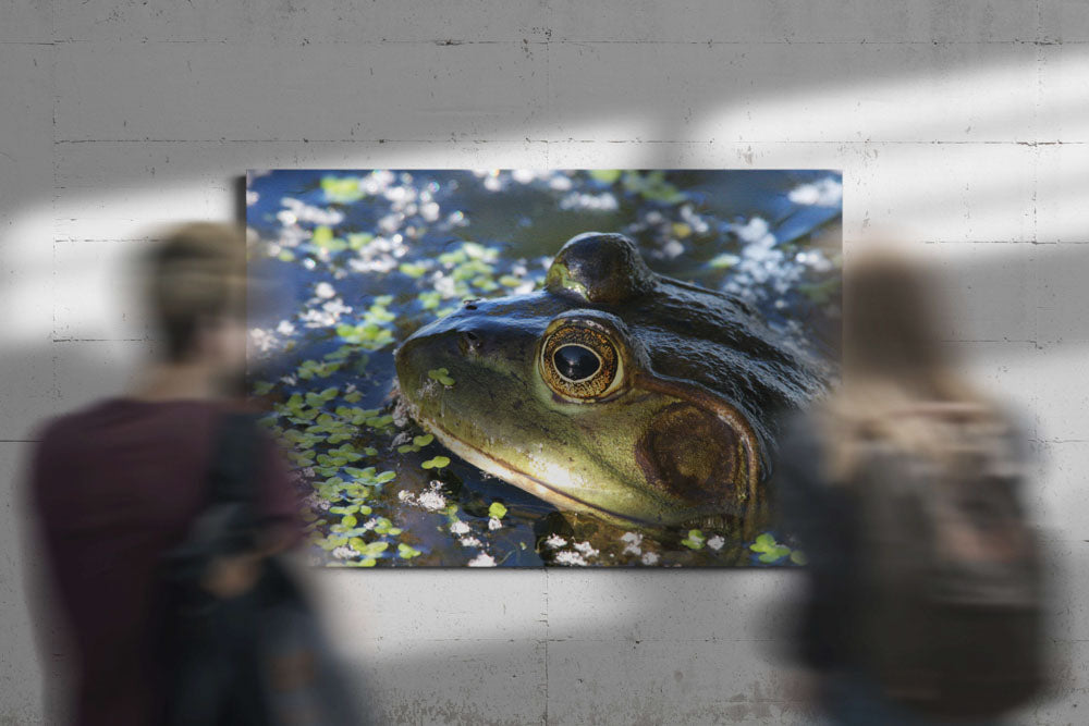 American Bullfrog, Lower Klamath National Wildlife Refuge, California