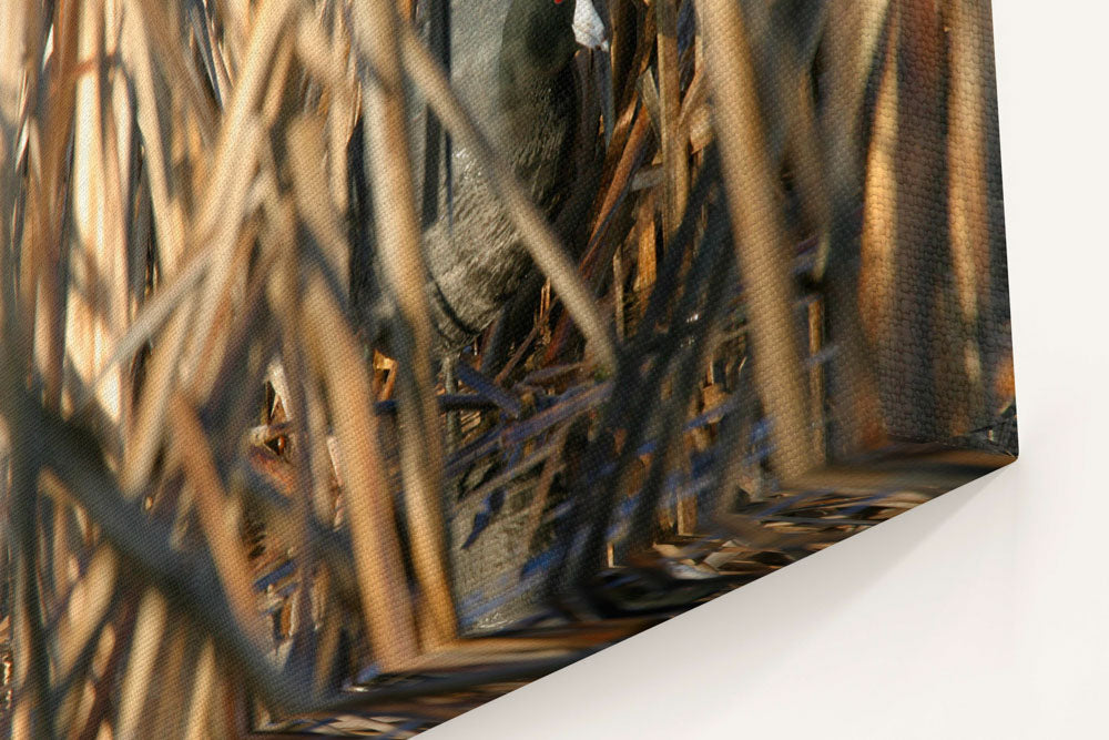 American Coot in Cattails, Tule Lake National Wildlife Refuge, California