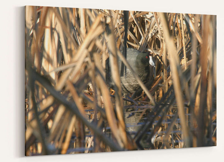 American Coot in Cattails, Tule Lake National Wildlife Refuge, California