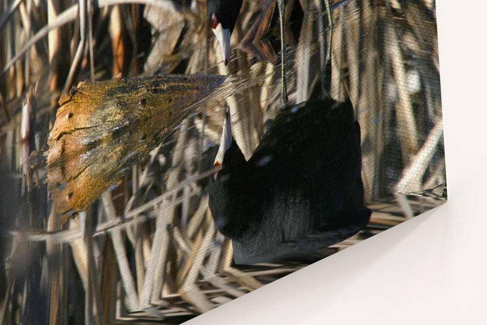 American Coot and Reflection, Tule Lake National Wildlife Refuge, California