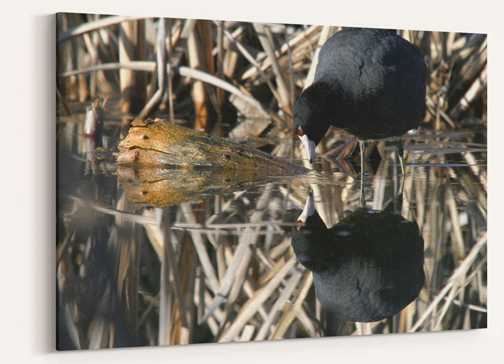 American Coot and Reflection, Tule Lake National Wildlife Refuge, California