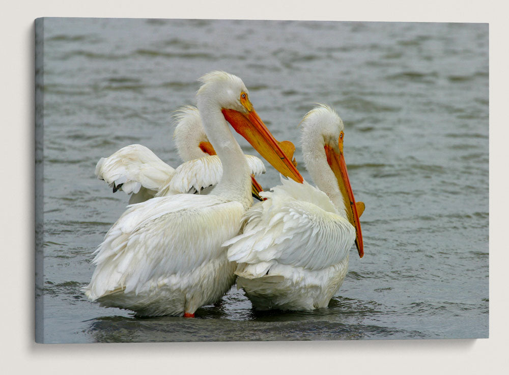 American White Pelicans, Tule Lake National Wildlife Refuge, California