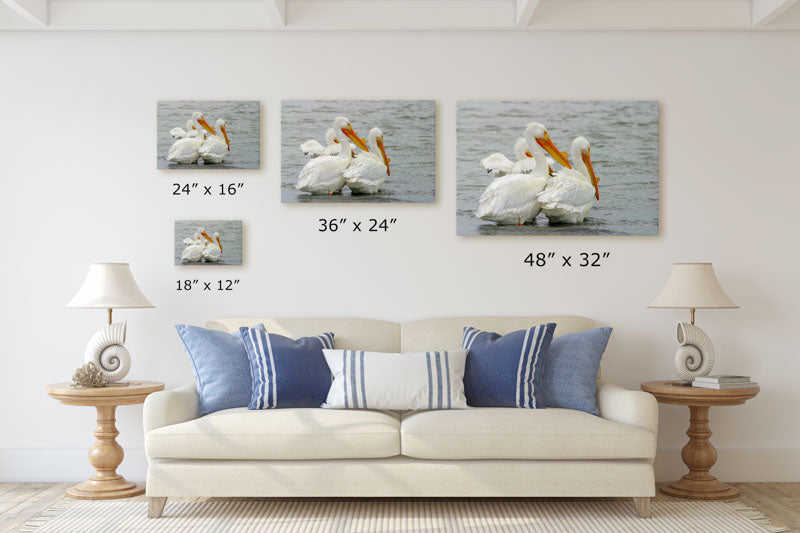 American White Pelicans, Tule Lake National Wildlife Refuge, California