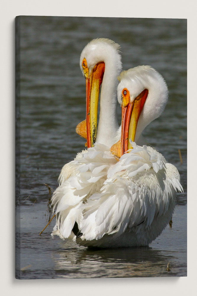 American White Pelican, Tule Lake National Wildlife Refuge, California