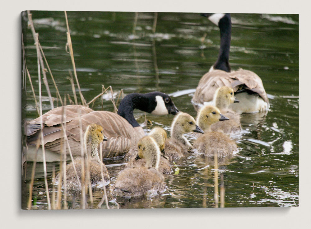 Canada Goose, Turnbull National Wildlife Refuge, Washington, USA