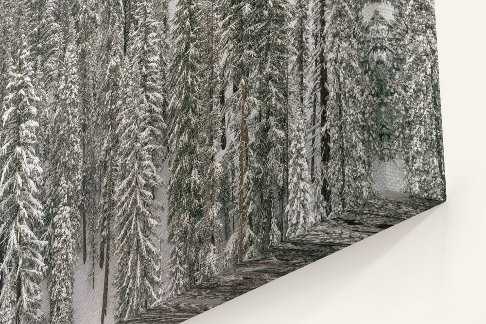 Forest in Winter, Annie Creek Canyon, Crater Lake National Park, Oregon, USA