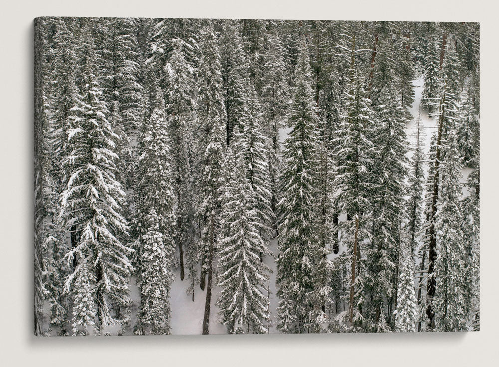 Forest in Winter, Annie Creek Canyon, Crater Lake National Park, Oregon, USA