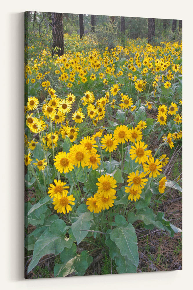 Arrowleaf balsamroot in meadow, Lake Roosevelt NRA, Washington