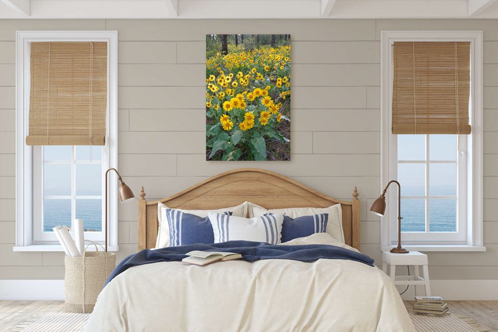 Arrowleaf balsamroot in meadow, Lake Roosevelt NRA, Washington