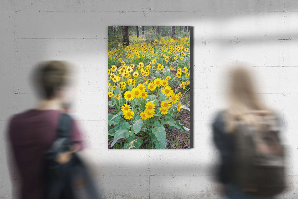 Arrowleaf balsamroot in meadow, Lake Roosevelt NRA, Washington