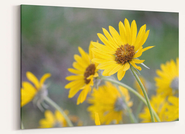 Yellow-flowering Arrowleaf balsamroot, Fort Spokane, Washington