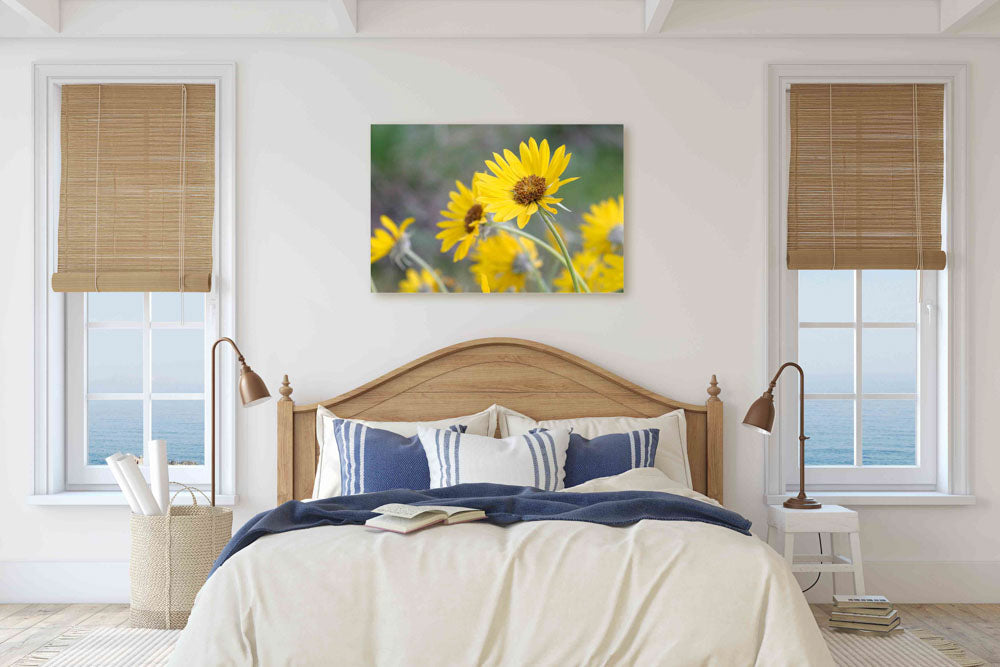 Yellow-flowering Arrowleaf balsamroot, Fort Spokane, Washington