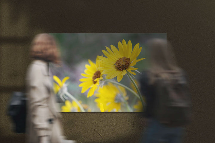 Yellow-flowering Arrowleaf balsamroot, Fort Spokane, Washington