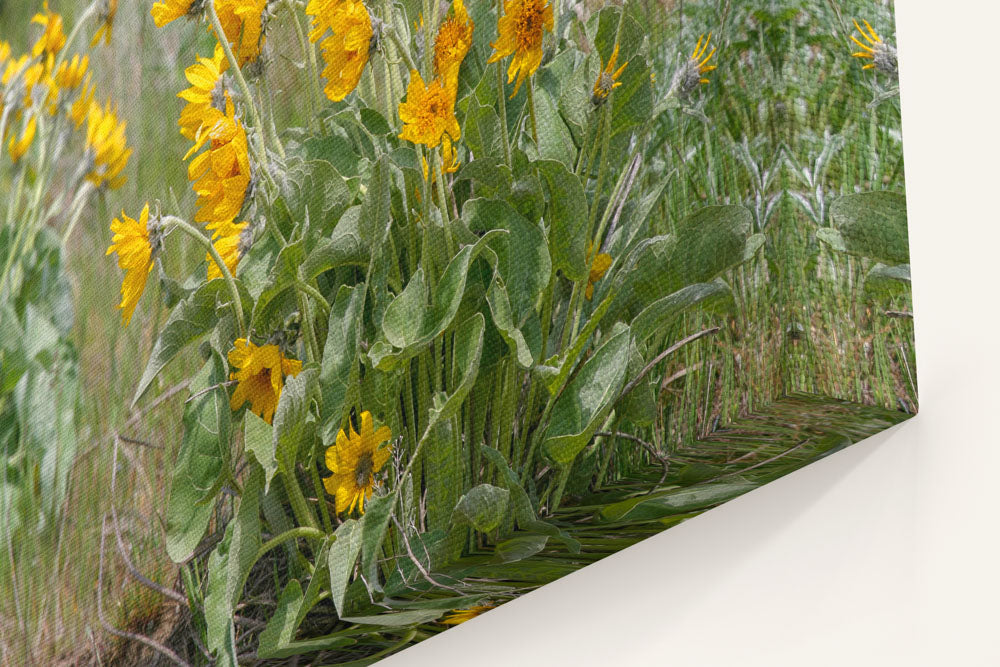 Arrowleaf Balsamroot Blowing In Wind, Steptoe Butte State Park, Washington