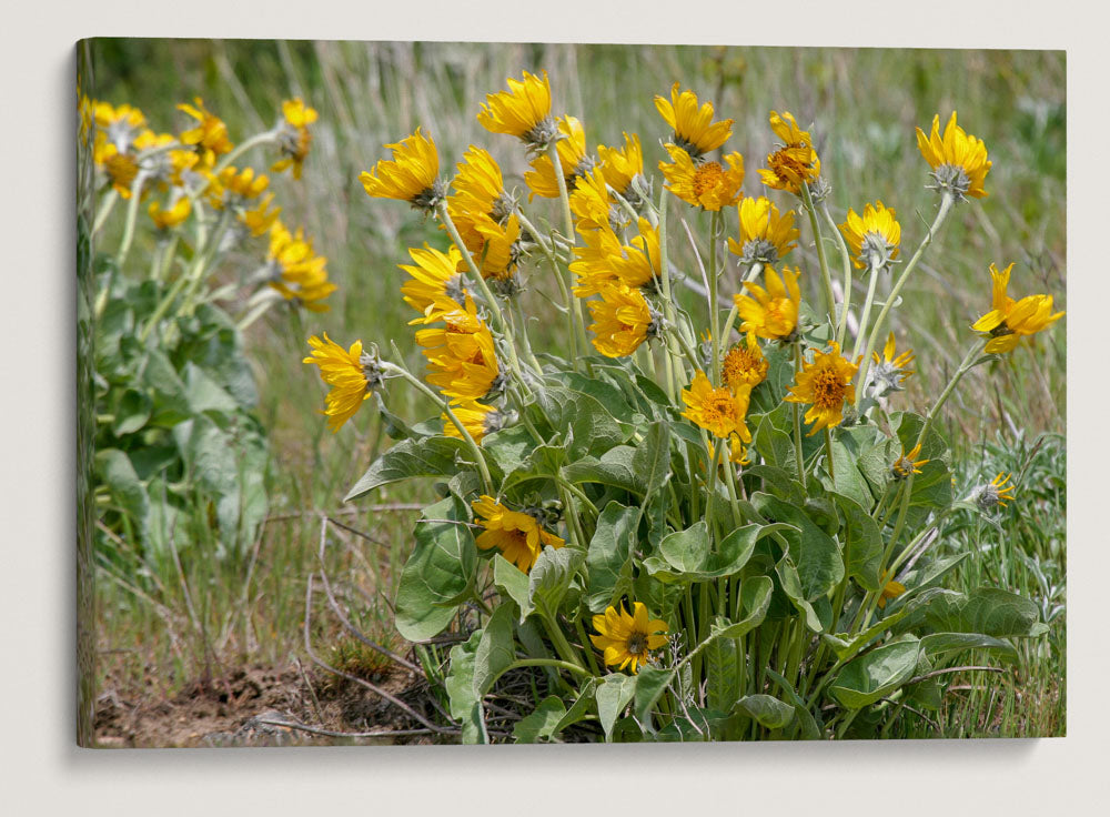 Arrowleaf Balsamroot Blowing In Wind, Steptoe Butte State Park, Washington