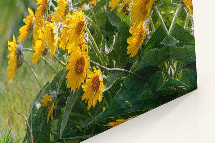 Arrowleaf Balsamroot Blowing In Wind, Steptoe Butte State Park, Washington