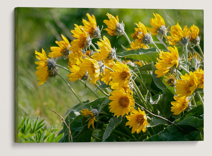 Arrowleaf Balsamroot Blowing In Wind, Steptoe Butte State Park, Washington