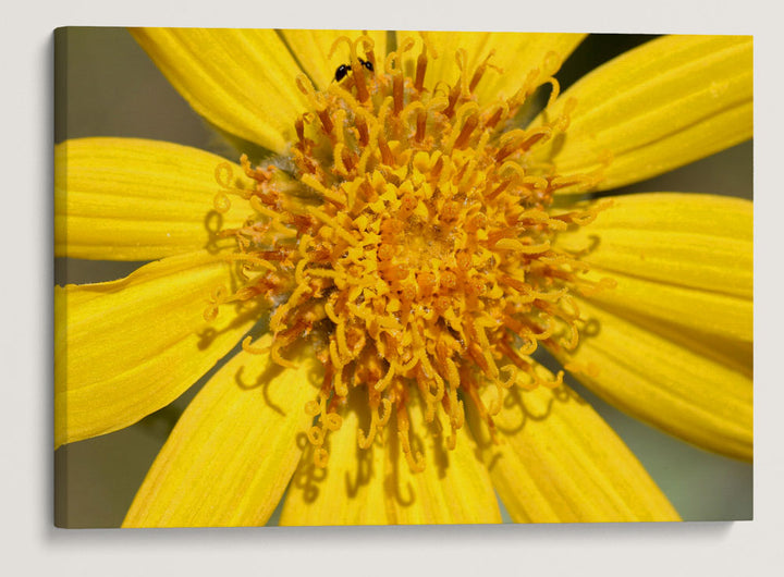 Arrowleaf Balsamroot, Turnbull National Wildlife Refuge, Washington