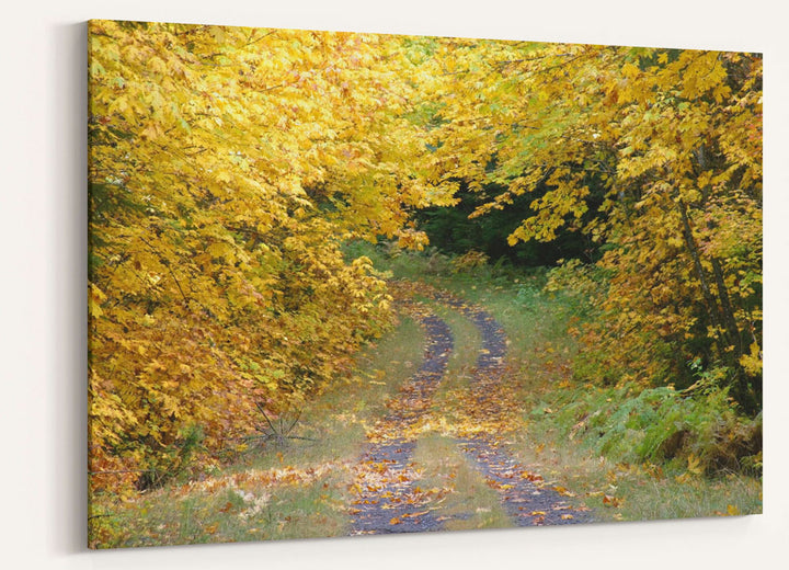 Road and Fall Colors, Aufderheide Scenic Byway, Oregon