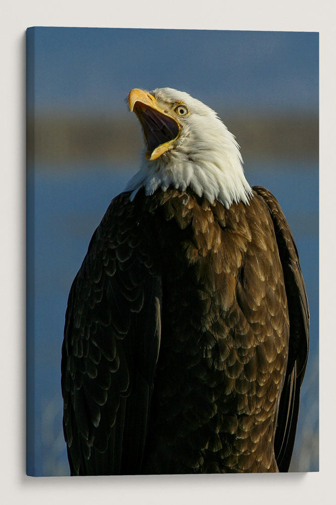 Bald Eagle, Lower Klamath National Wildlife Refuge, California