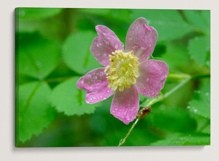 Wood Rose, Lookout Creek Old-Growth Trail, H.J. Andrews Forest, Oregon, USA