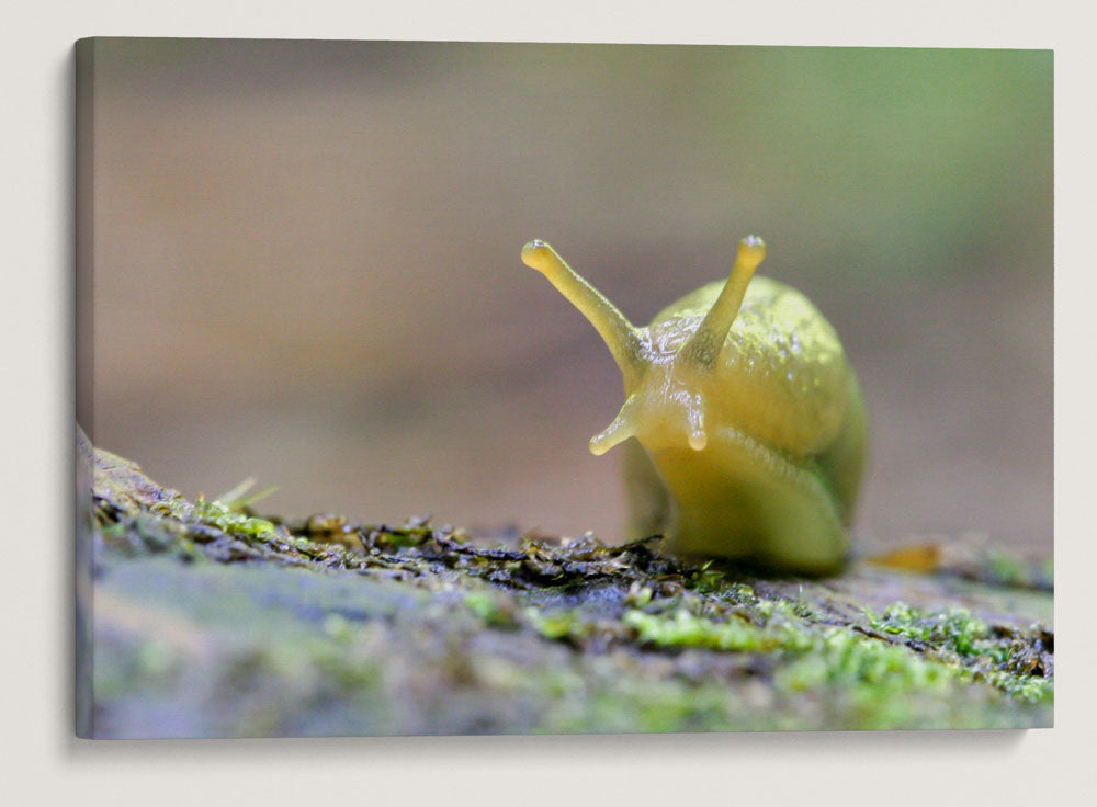 Banana Slug, Lookout Creek Old-Growth Trail, HJ Andrews Forest, Oregon