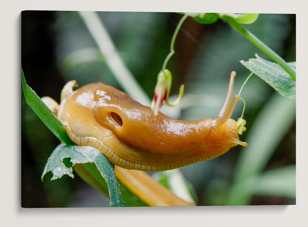 Banana Slug, Prairie Creek Redwoods State Park, California