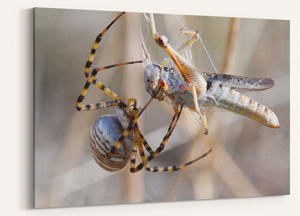 Spider and Grasshopper Prey, American Prairie Reserve, Montana