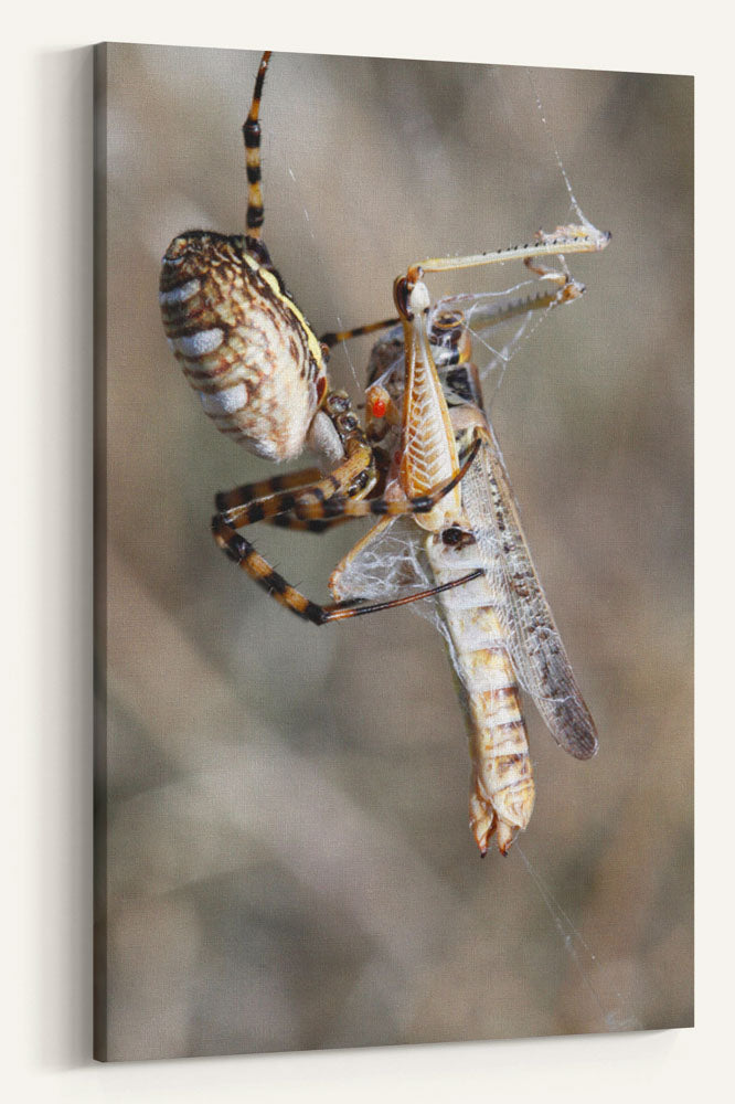 Spider and Grasshopper Prey, American Prairie Reserve, Montana