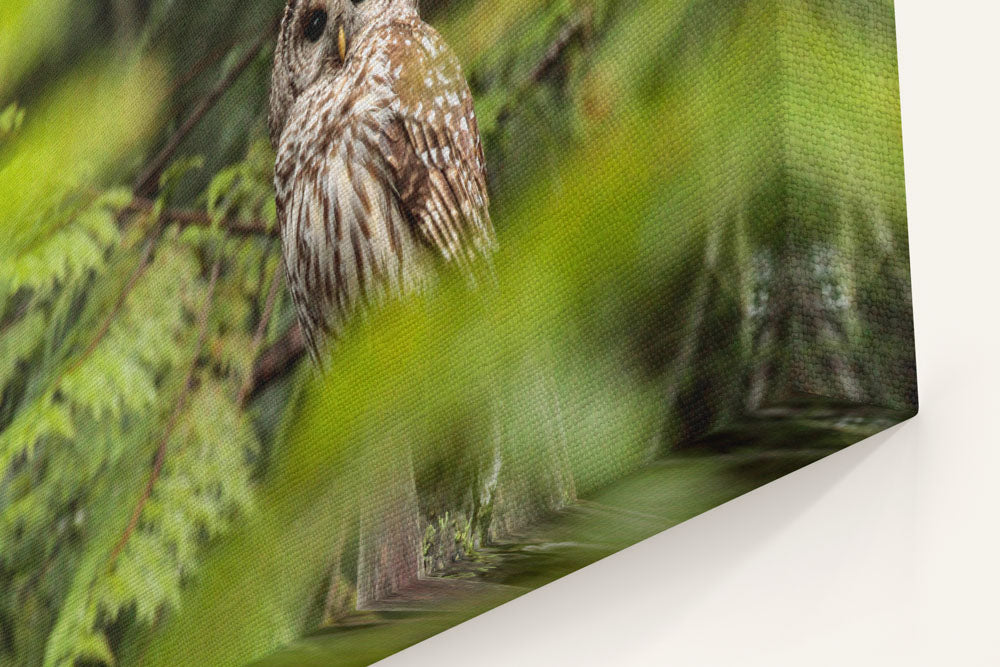 Barred Owl, HJ Andrews Forest, Oregon