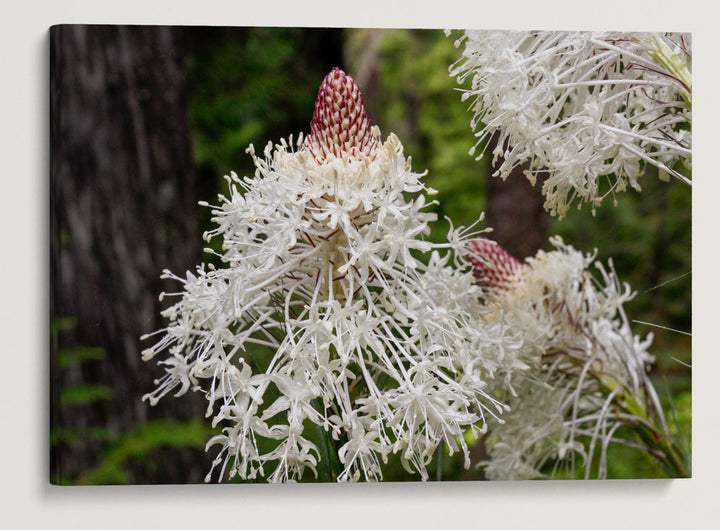 Beargrass, Lookout Creek Old-Growth Trail, H.J. Andrews Forest, Oregon